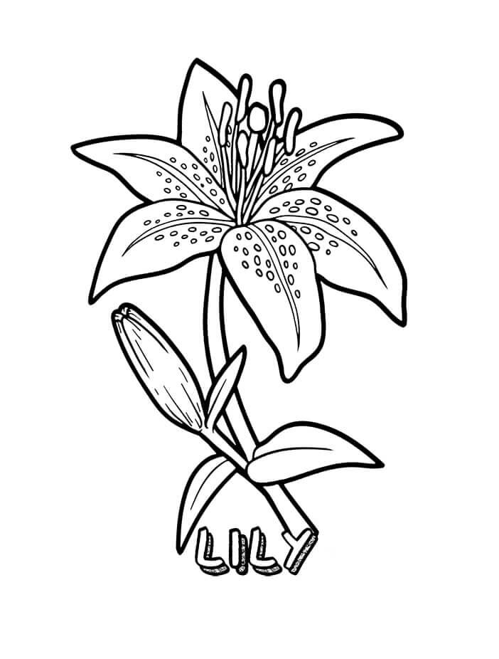 Coloriage Fleur de lys à imprimer Coloriage Fleur de lys